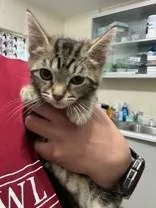 A young medium-sized female Tabby (Brown / Chocolate) Domestic Short Hair cat named Carder for adoption in Manitowoc, WI