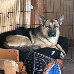 An adult small-sized male German Shepherd Dog dog named Bjorn for adoption in Colorado Springs, CO