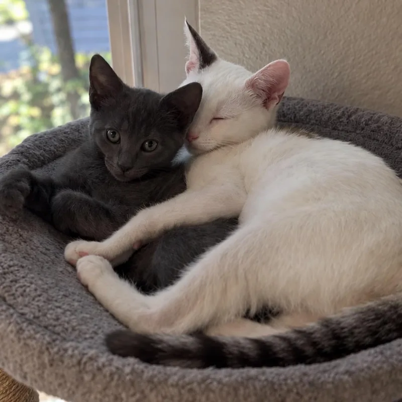 A baby medium-sized female Gray / Blue / Silver Domestic Short Hair cat named Pip for adoption in Redwood City, CA