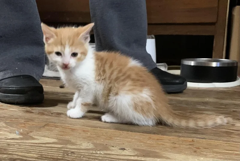 A baby small-sized female Calico Domestic Short Hair cat named Rayne for adoption in Coatesville, PA