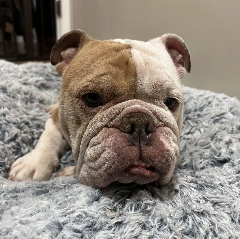 An adult medium-sized female English Bulldog dog named Ellie for adoption in Barrington, IL