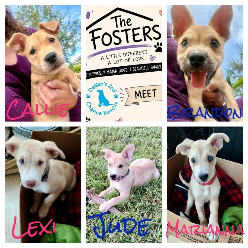 A baby medium-sized female Carolina Dog dog named Callie for adoption in Port Saint Lucie, FL