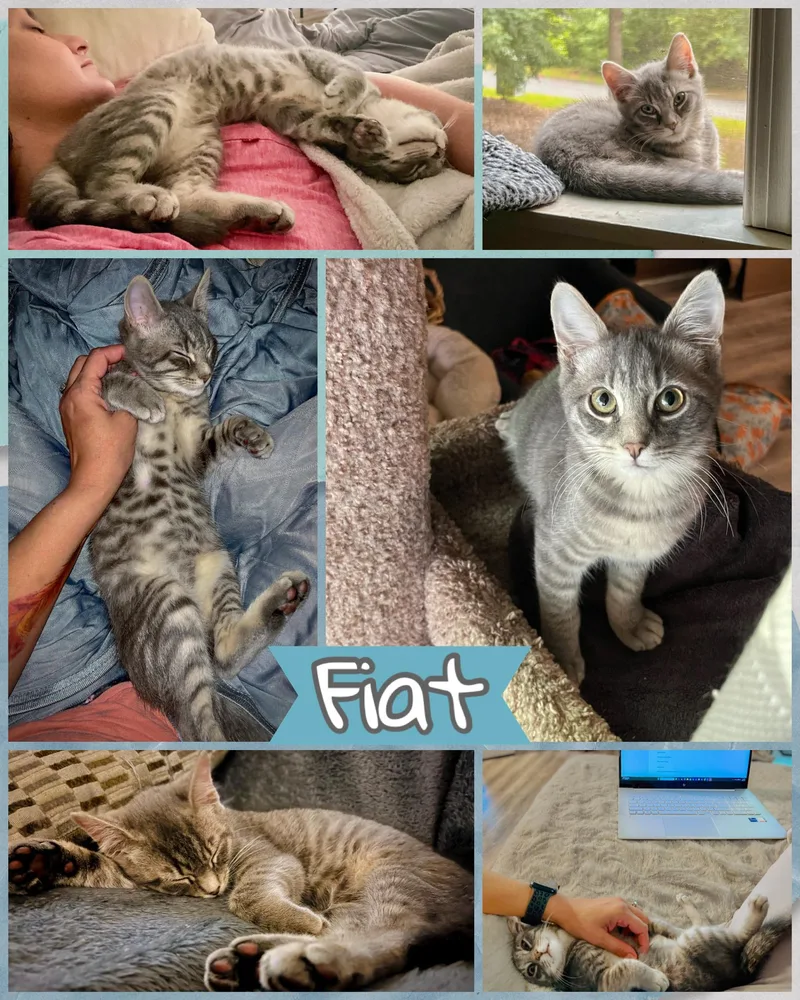 A baby medium-sized male Tabby (Gray / Blue / Silver) Domestic Short Hair cat named Fiat for adoption in Manchester, MD