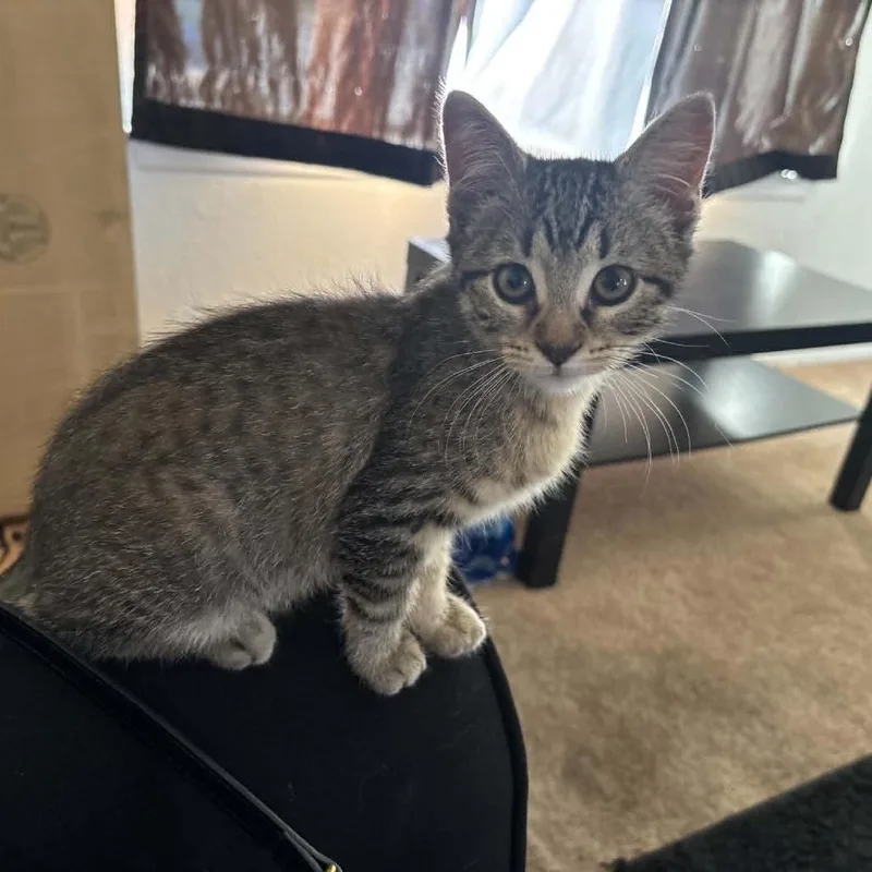 A baby small-sized female Gray / Blue / Silver Domestic Short Hair cat named Genie for adoption in Las Cruces, NM
