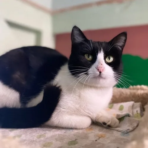 An adult medium-sized female Domestic Short Hair cat named Izzy for adoption in Leander, TX