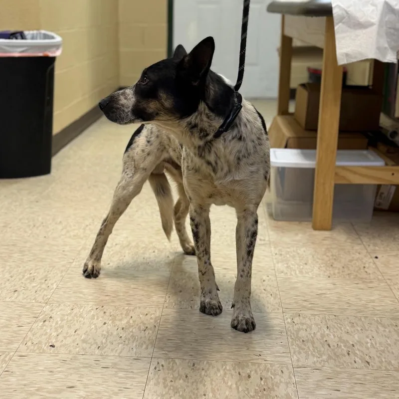 A young medium-sized male White / Cream Australian Cattle Dog / Blue Heeler dog named Oreo for adoption in Lucedale, MS