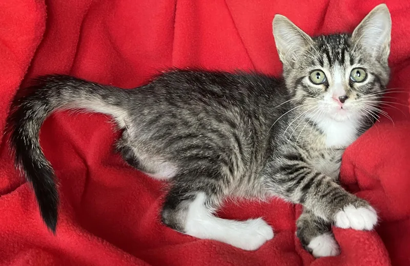 A baby medium-sized male Tabby cat named Lynx for adoption in Lyle, WA