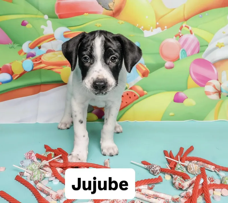 Sweet Treat Litter thumbnail 3