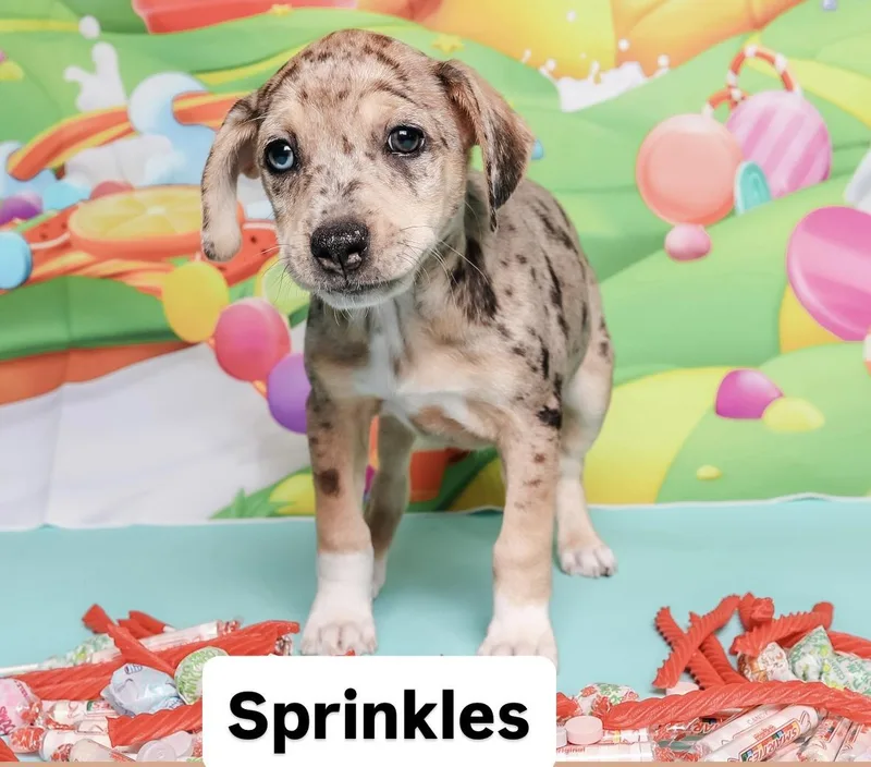 Sweet Treat Litter thumbnail 4