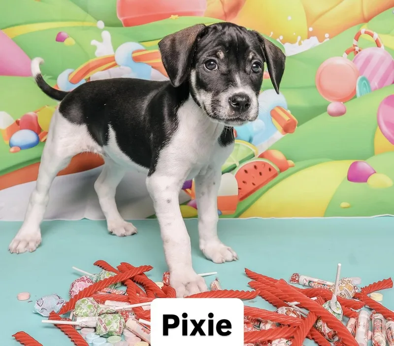 Sweet Treat Litter thumbnail 5