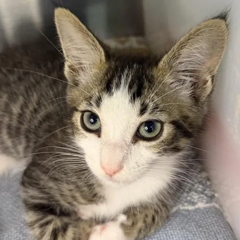 A baby small-sized male Domestic Short Hair cat named Xaruya for adoption in Los Angeles, CA