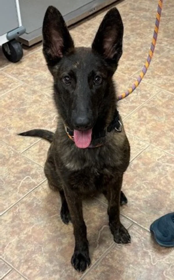 A young medium-sized female Dutch Shepherd dog named Tessie for adoption in Littleton, CO