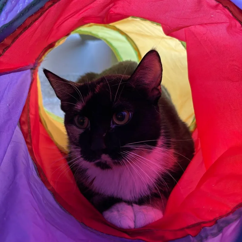 An adult medium-sized female Tortoiseshell Domestic Short Hair cat named Xanthippe for adoption in Oak Park, IL