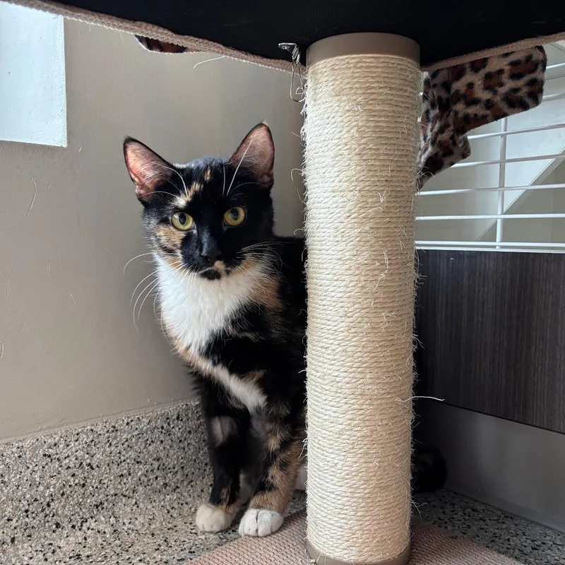 Xanthippe thumbnail 2