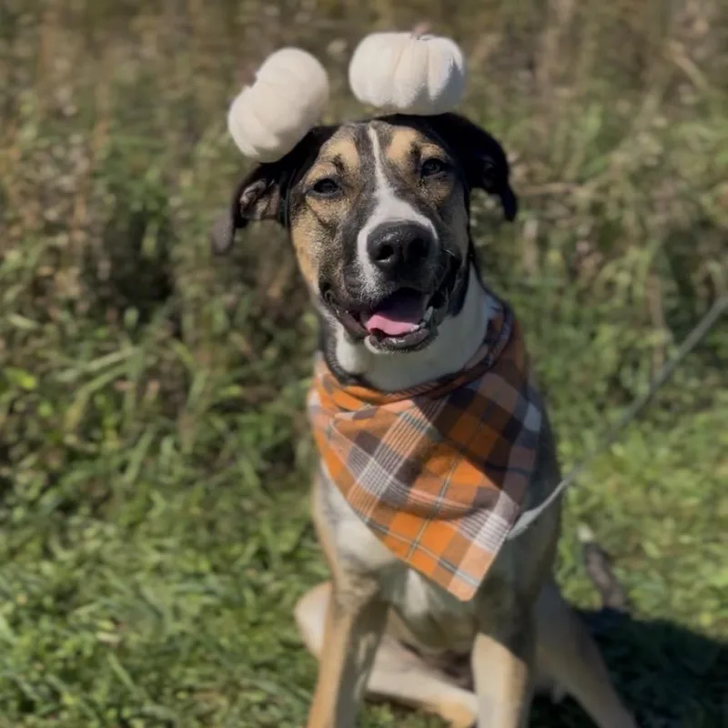 A young medium-sized female Gray / Blue / Silver Mixed Breed dog named Haley for adoption in Uniontown, PA