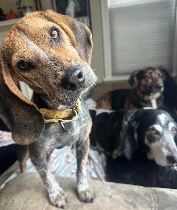 An adult medium-sized male Beagle dog named Lottery for adoption in Brooklyn Center, MN