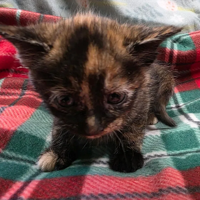 Larkspur thumbnail 2