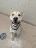 An adult medium-sized male Yellow / Tan / Blond / Fawn Carolina Dog dog named Milo for adoption in Nashua, NH