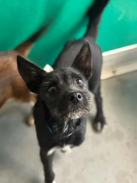 A baby small-sized male Jack Russell Terrier dog named Mack for adoption in Visalia, CA