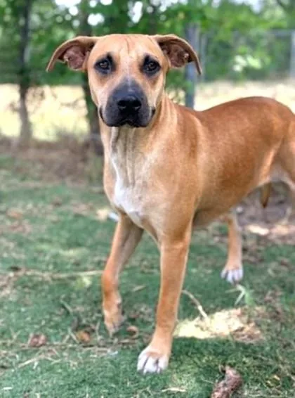 An adult medium-sized female Golden Black Mouth Cur dog named Billie Jean for adoption in Inverness, FL