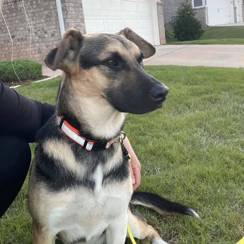 A young medium-sized female Tricolor (Brown, Black, & White) German Shepherd Dog dog named Hazel for adoption in Bar Nunn, WY