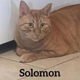 Solomon
