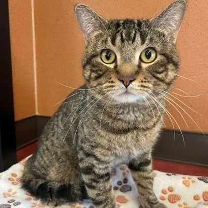 An adult medium-sized male Tabby (Brown / Chocolate) Domestic Short Hair cat named Scarecrow for adoption in Rochester, MN