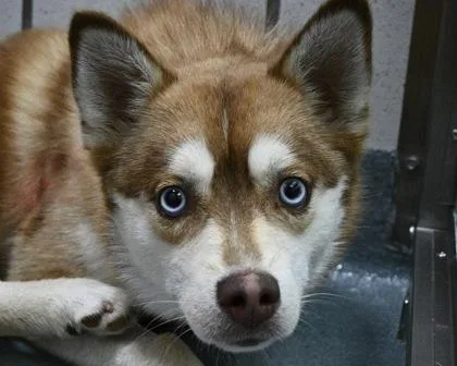 An adult small-sized male Mixed Breed dog named Levi for adoption in West Seneca, NY