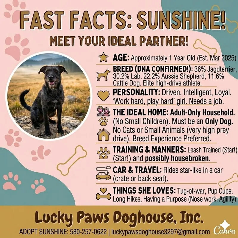 Sunshine thumbnail 2