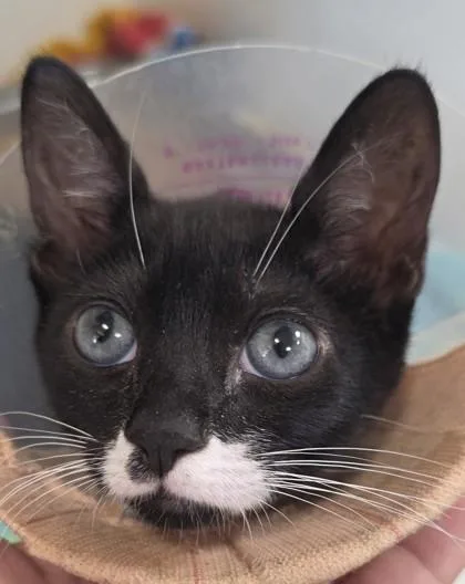 A young small-sized female Domestic Short Hair cat named Pixie for adoption in Honolulu, HI