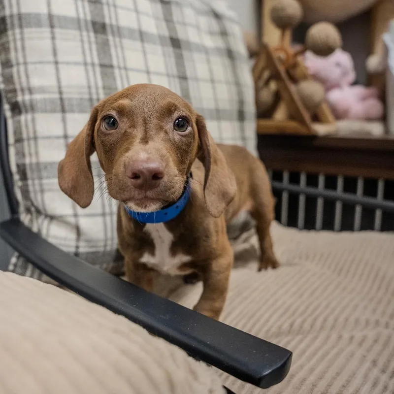 A baby small-sized male Brown / Chocolate Dachshund dog named Golden for adoption in Pawling, NY