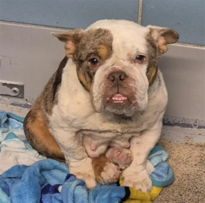 An adult medium-sized female American Bulldog dog named Baby for adoption in Houston, TX