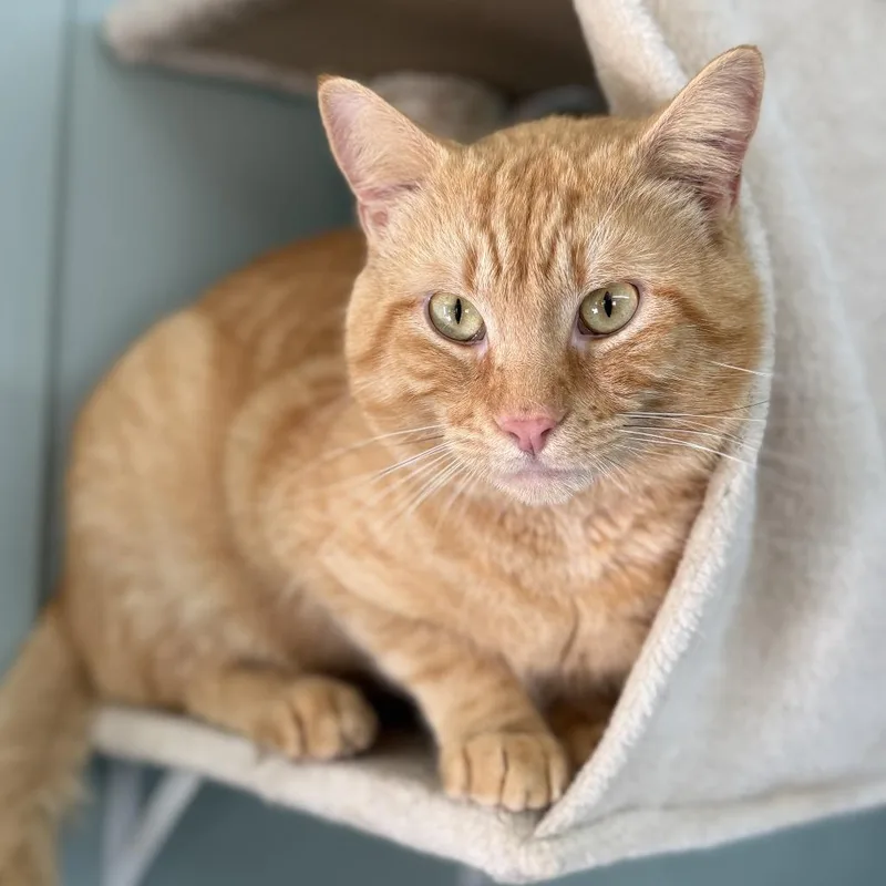 An adult large-sized male Orange / Red Domestic Short Hair cat named Tom for adoption in Freeport, FL
