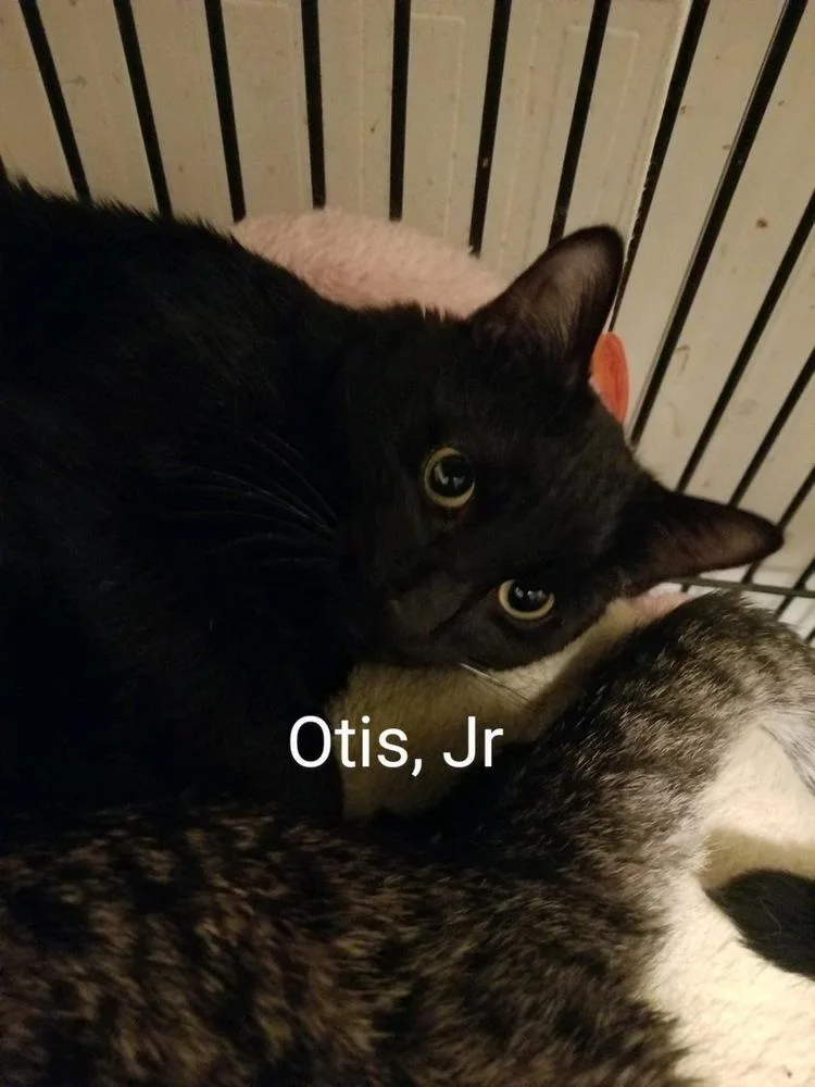 Otis Jr