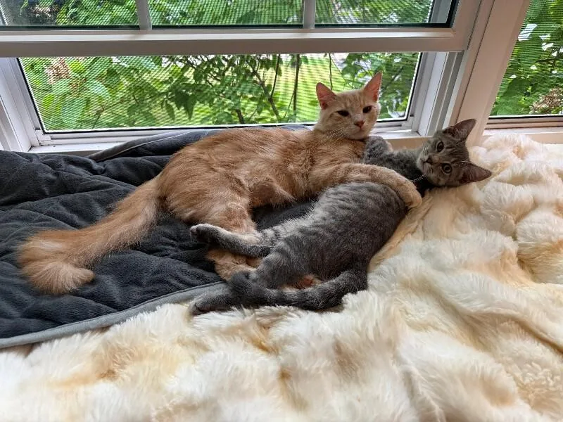 Milo