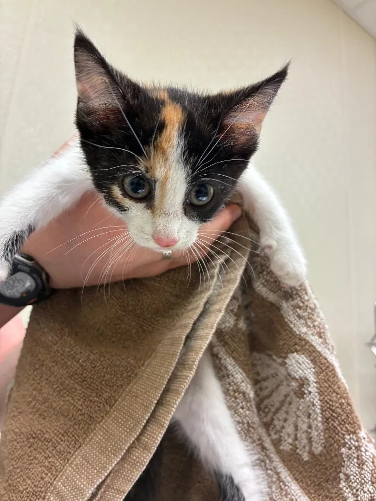 A baby medium-sized female Domestic Short Hair cat named Nora for adoption in Christiansburg, VA