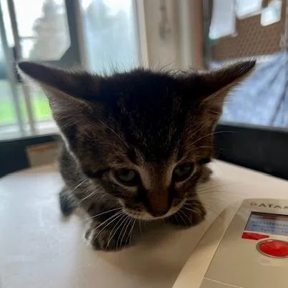 A baby small-sized male Brown / Chocolate Domestic Short Hair cat named Skittles for adoption in Owosso, MI