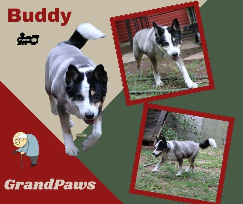 Buddy Grandpaws