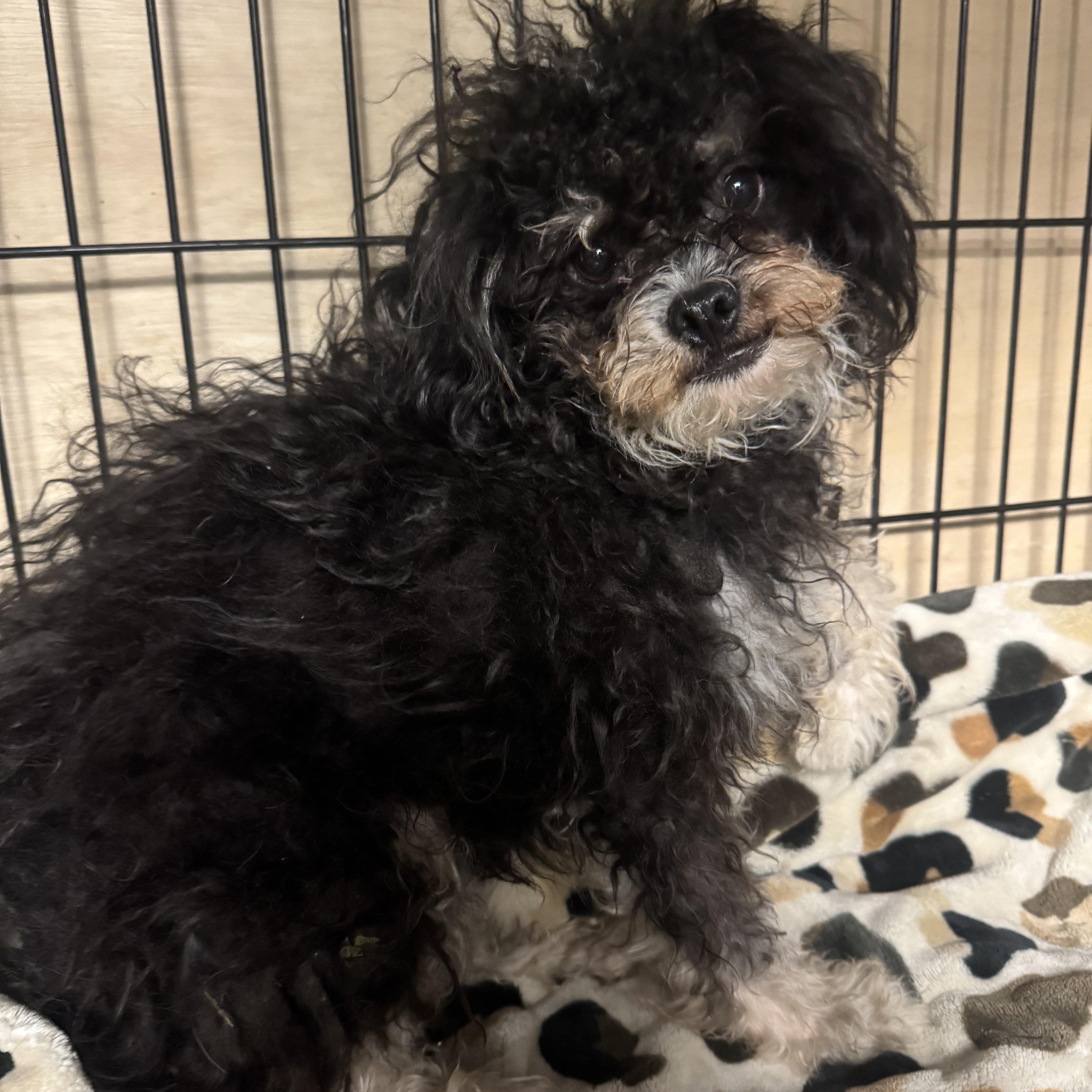A young small-sized male Black Poodle dog named Black Jack for adoption in Fredericksburg, VA