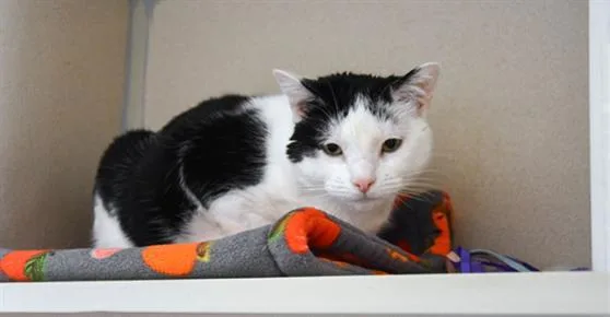 A young small-sized female Domestic Short Hair cat named Pip for adoption in Loveland, CO