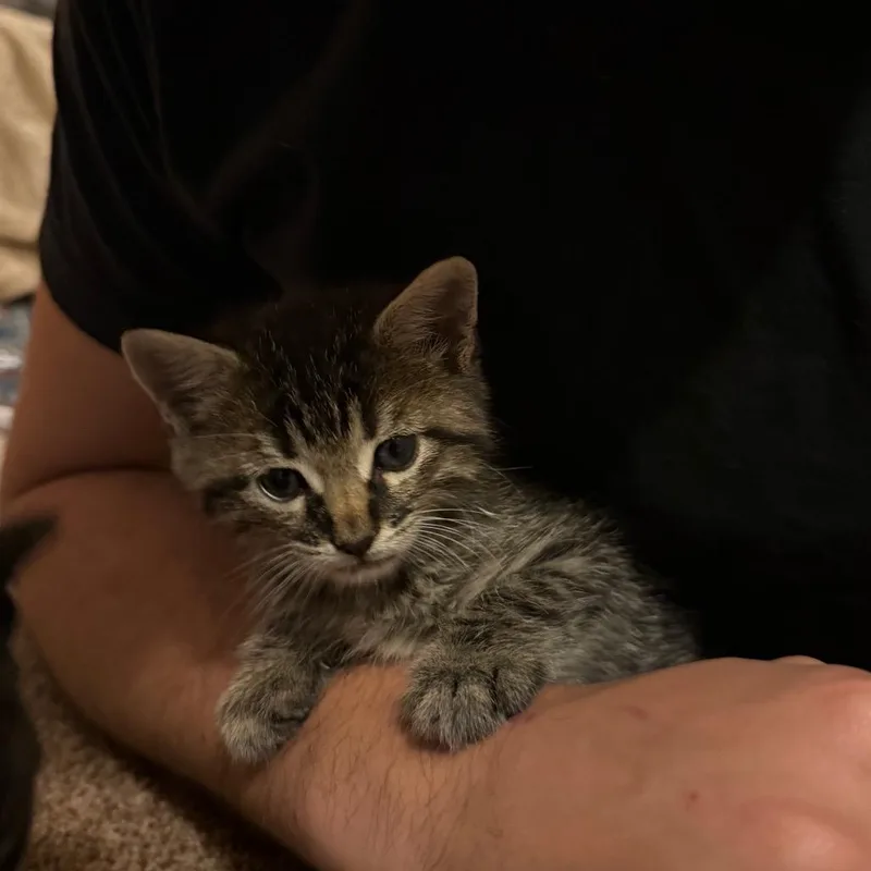 A baby small-sized male Domestic Short Hair cat named Luthien for adoption in Pensacola, FL