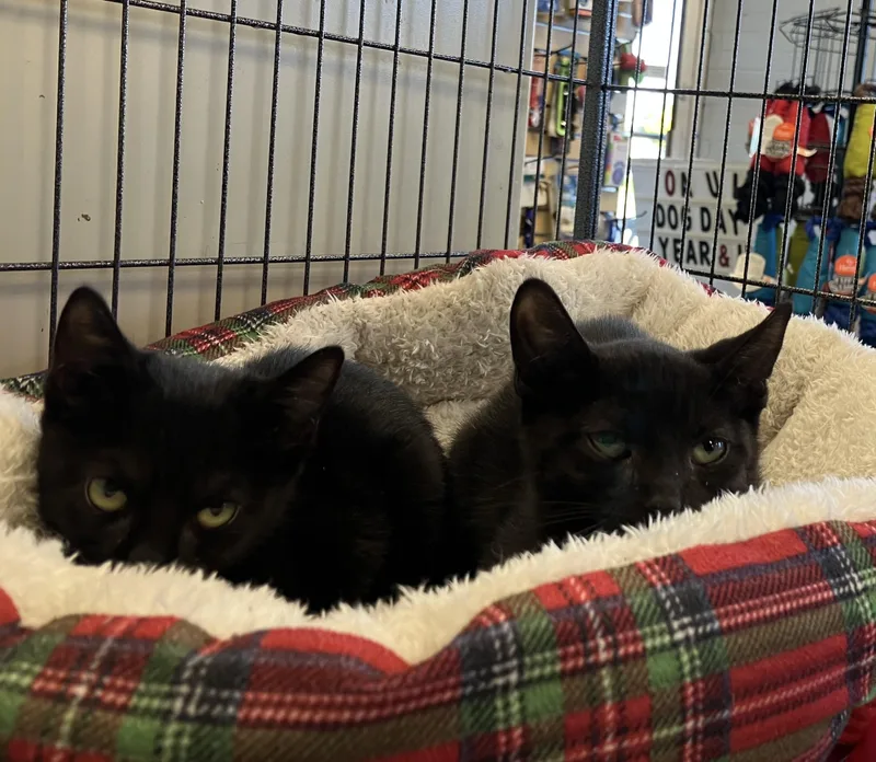 A baby medium-sized female Black Domestic Short Hair cat named Spice for adoption in Parma, OH