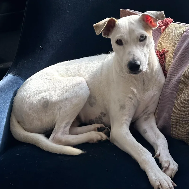 An adult medium-sized female Labrador Retriever dog named Brie for adoption in Brooklyn, NY