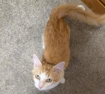 Reba