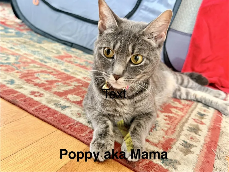 A baby medium-sized female Gray / Blue / Silver Domestic Short Hair cat named Poppy And Litter for adoption in Marblehead, MA
