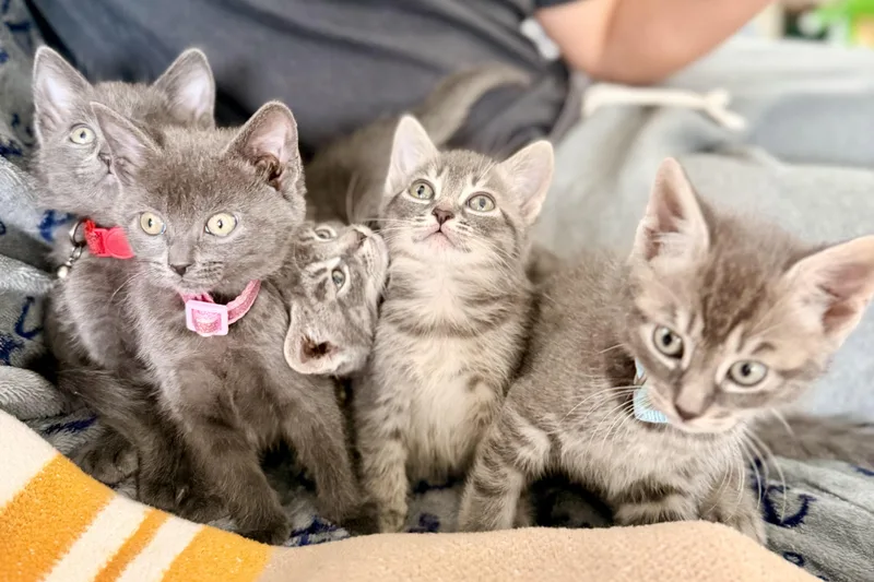 Poppy And Litter thumbnail 2