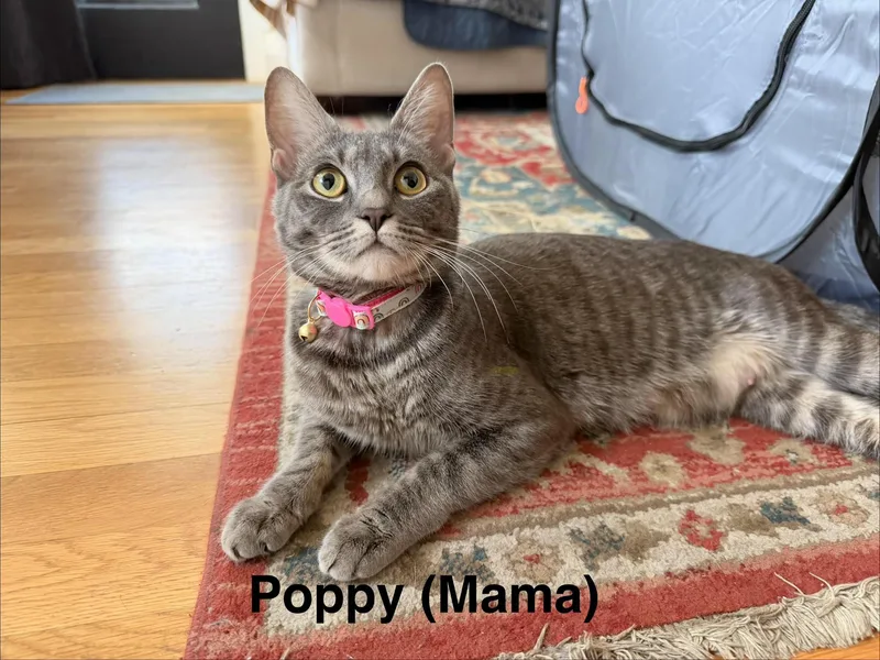 Poppy And Litter thumbnail 3