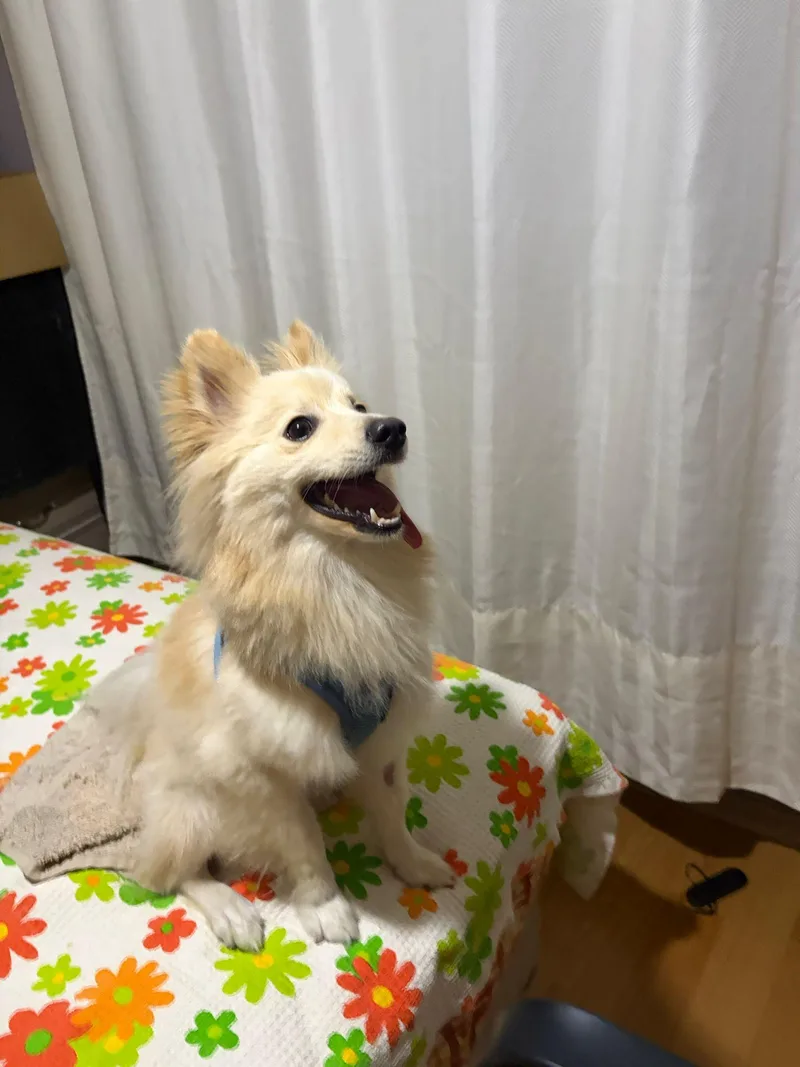 Mr. Dazzling Darcy thumbnail 3