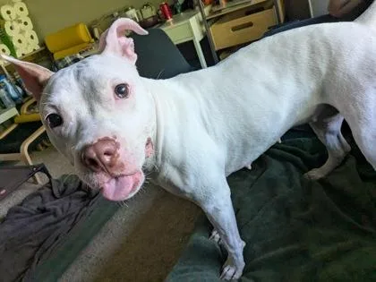 An adult medium-sized female White / Cream Pit Bull Terrier dog named Florence for adoption in Kansas City, MO
