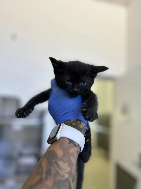 A baby medium-sized male Domestic Short Hair cat named Otis for adoption in Victorville, CA